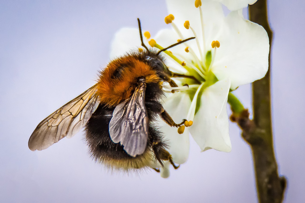 Hummel