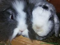 Flocke_alias_Lucky_2