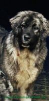 Anouk