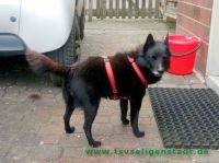 Dixie_1