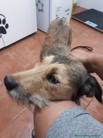 Kimba_3