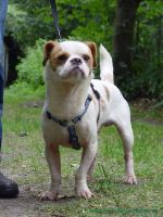 Rocky_2
