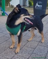 Rocky_4
