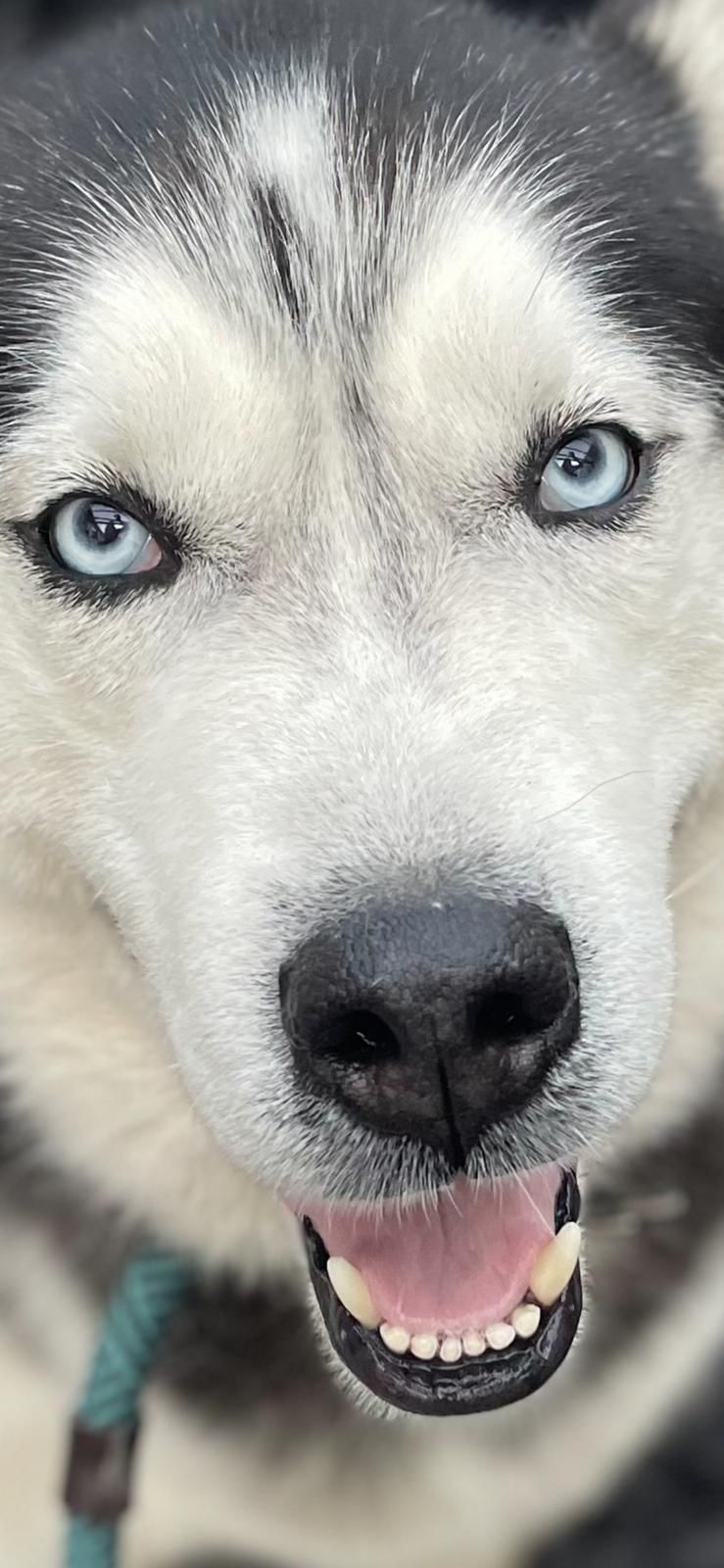 Snow a