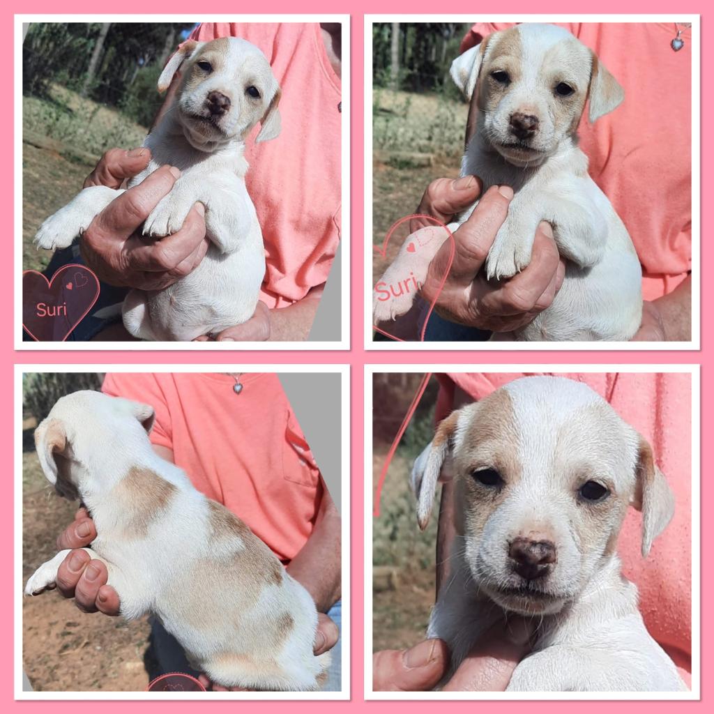 Suri