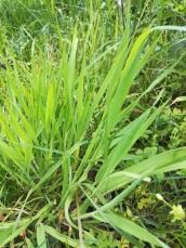Gras