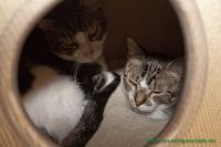 Anton_u._Puenktchen_8