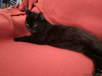 Blacky