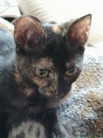 Cookie_2