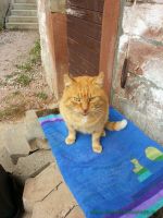 Garfield_3