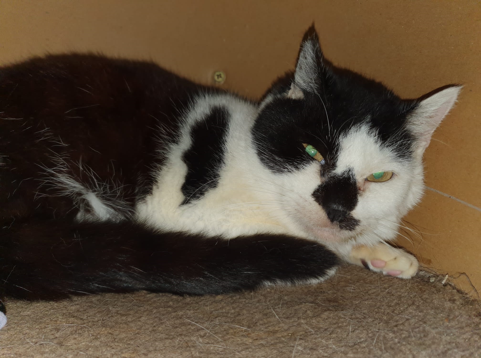 Hofkatze 2
