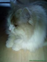 Kiro_32