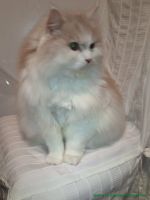 Kiro_2