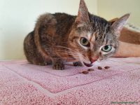 Kitty_3