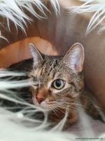 Kitty_22
