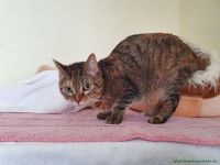 Kitty_21