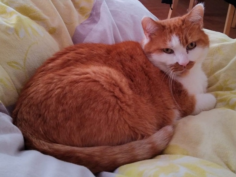 Leo