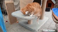 Mambo_21