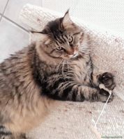 MrMau