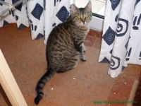 Sheela_2