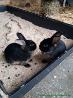bunny3