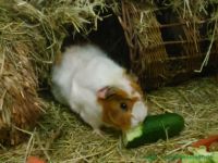 Curly_und_Caramella_2