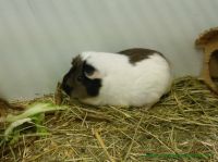 Curly_und_Caramella_1