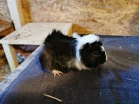 Dorothea_4