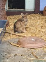 Hermine_1