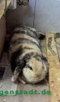 Hettie_2