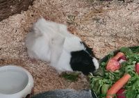Monty_2