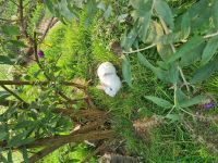 Rabbit_51