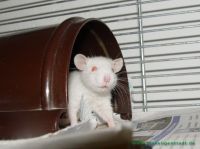 Rattis_1