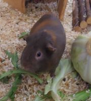 Ringo5