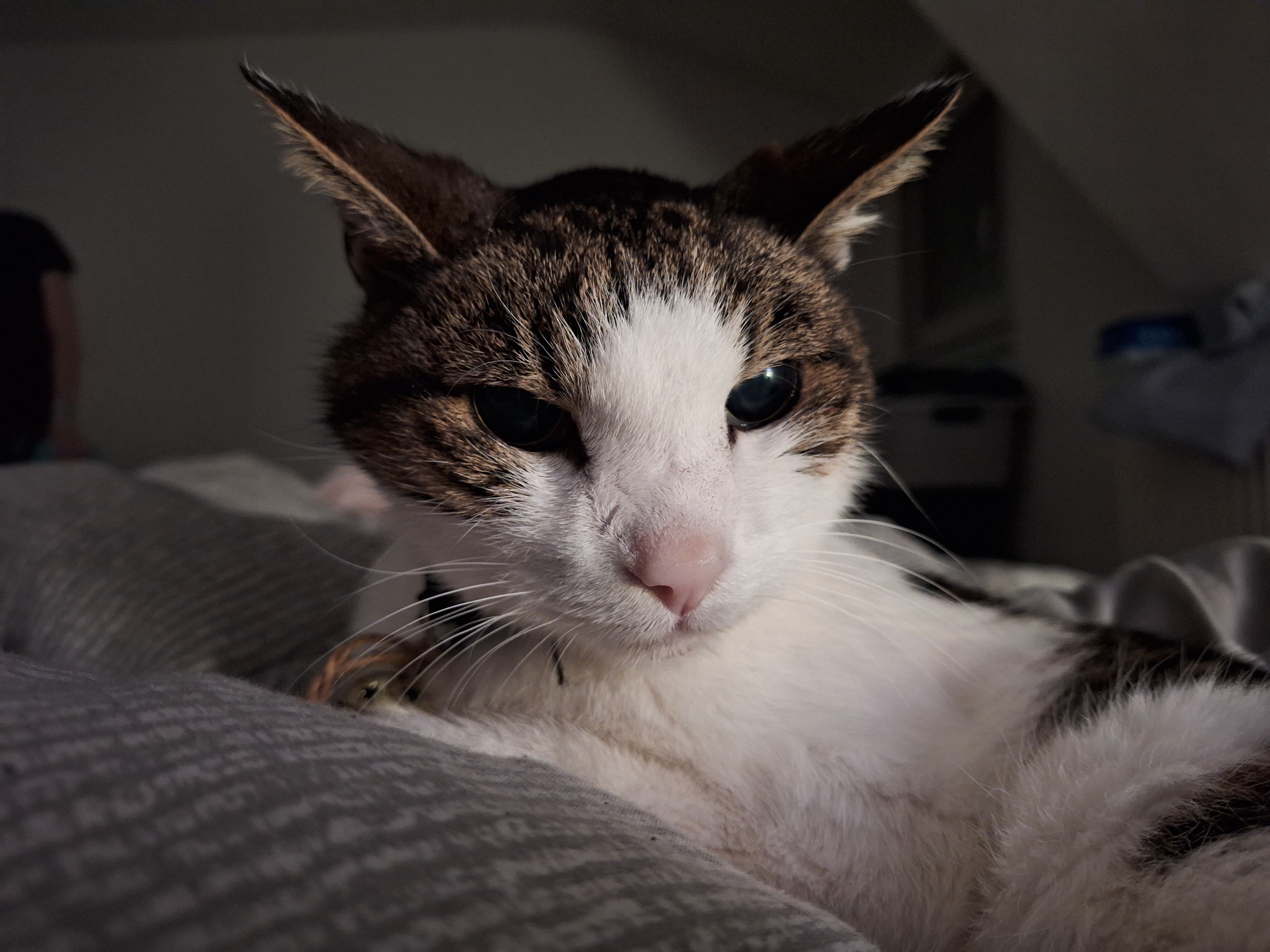 Filou