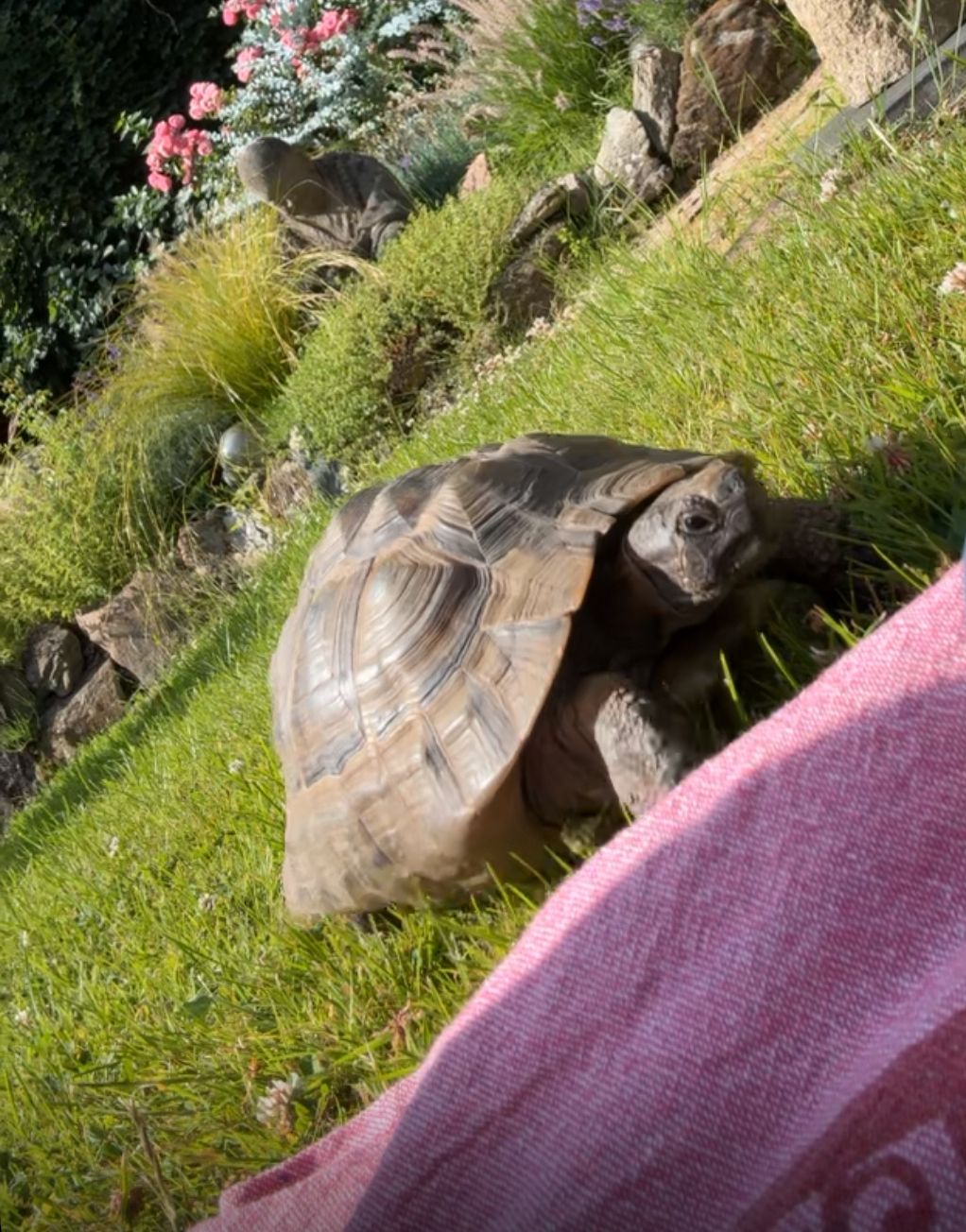 Schildkröte Ali