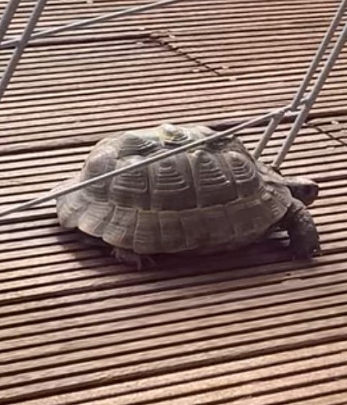 Schildkröte Ali 2